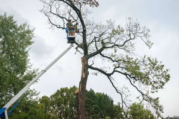 Reliable Coarsegold, CA Tree Services Solutions